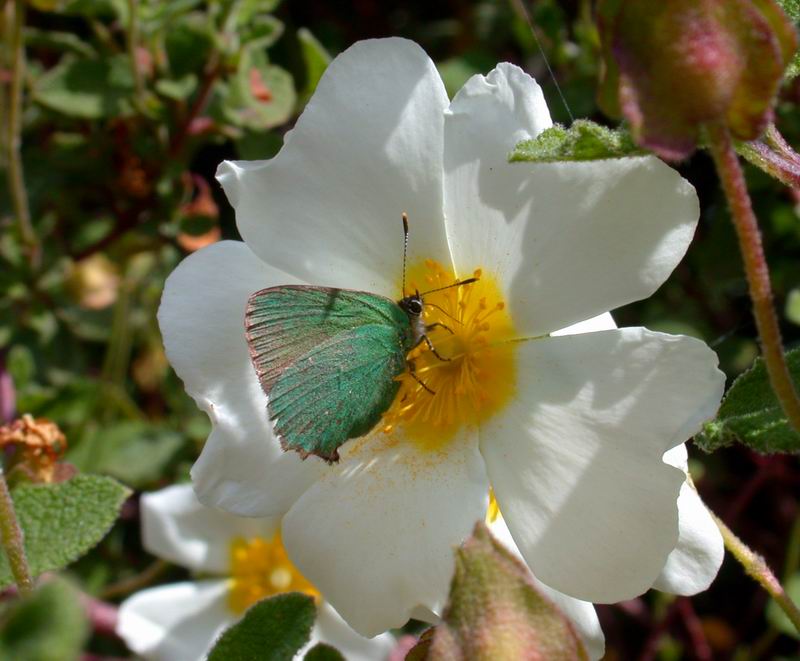 Finalmente una farfalla...Callophrys rubi